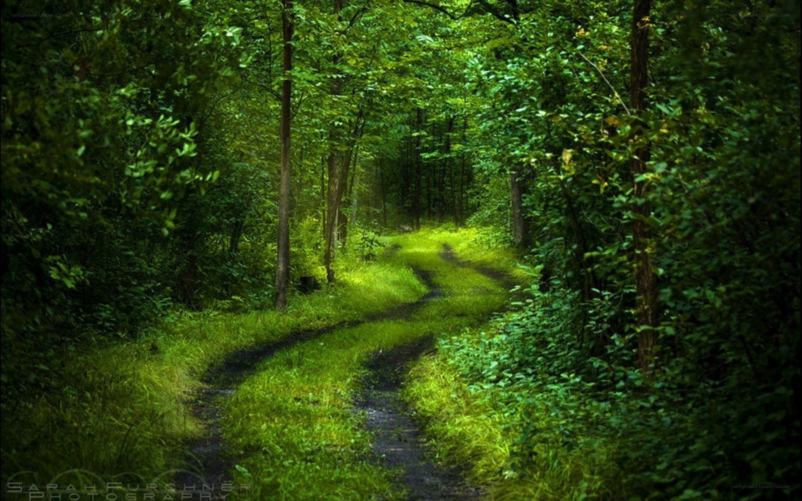 Forest path winding through greenery