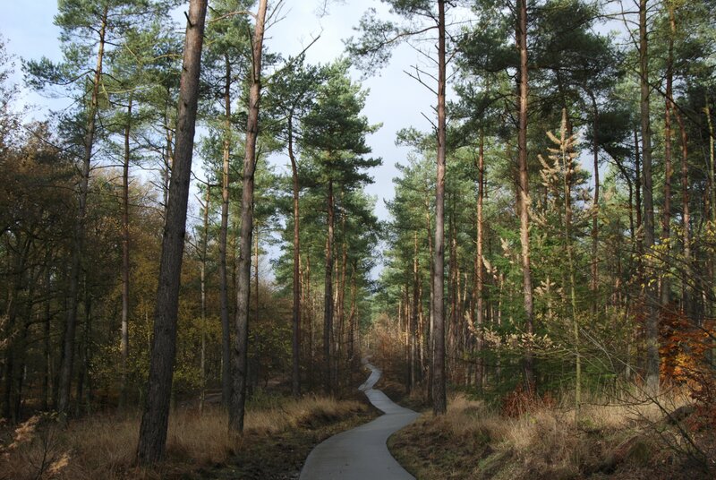 Forest path winding through pine trees