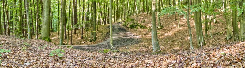 Forest path winding through trees