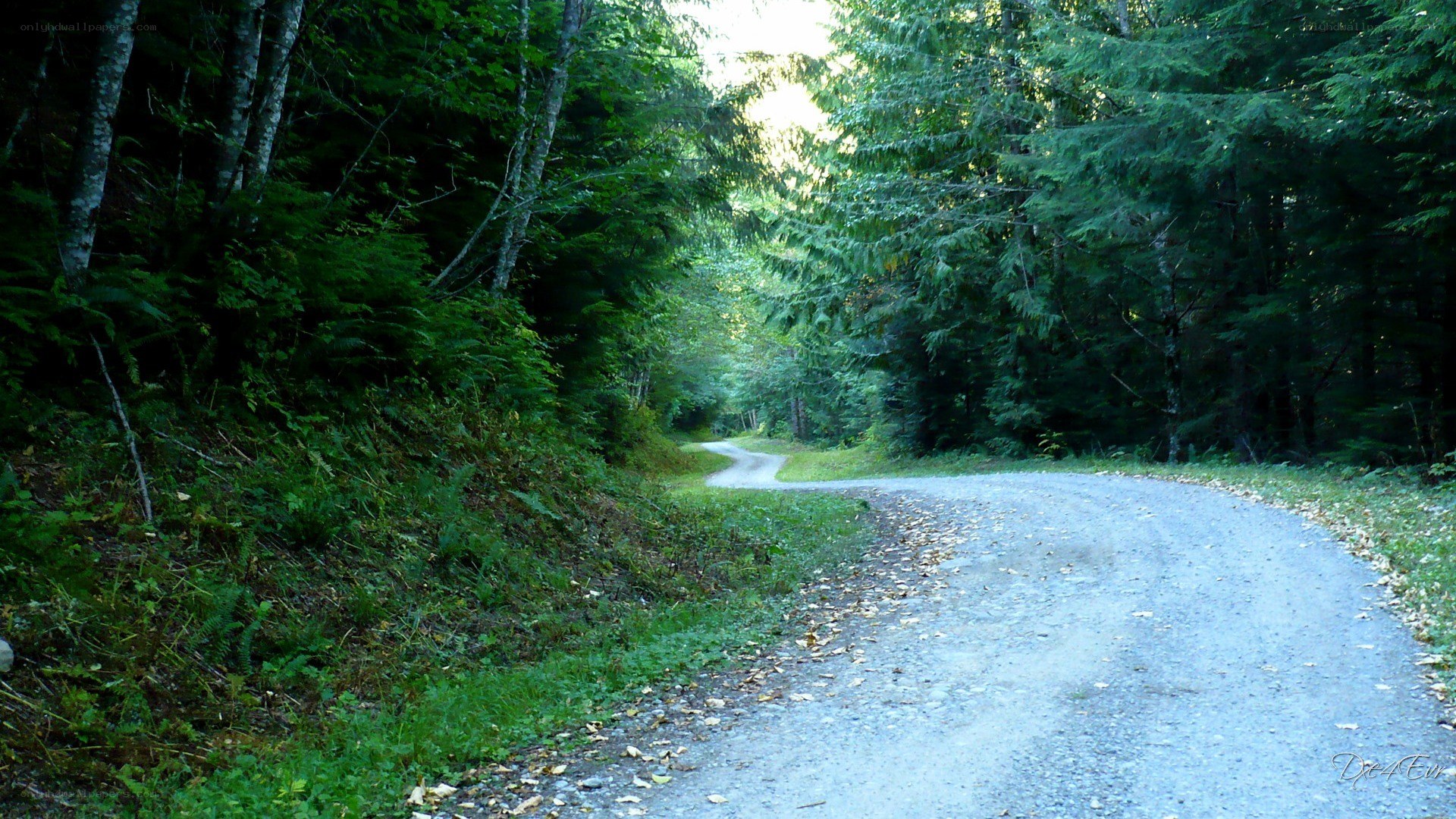 forest path winding through trees