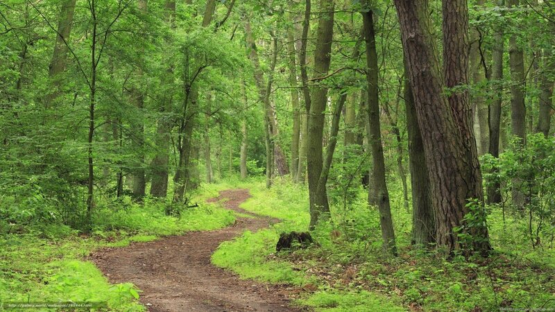 Forest Path Winding Through Trees — Green, Serene