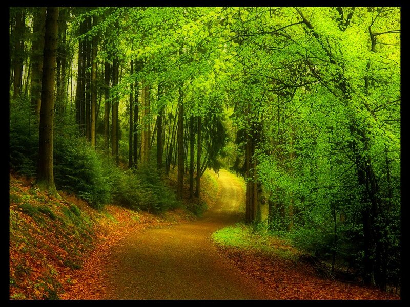 Forest Path Winding Through Trees — Green