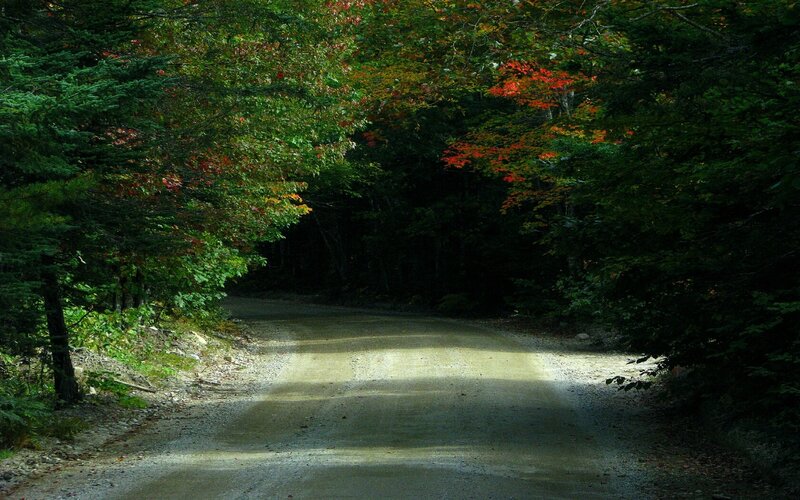 forest path with autumn colors