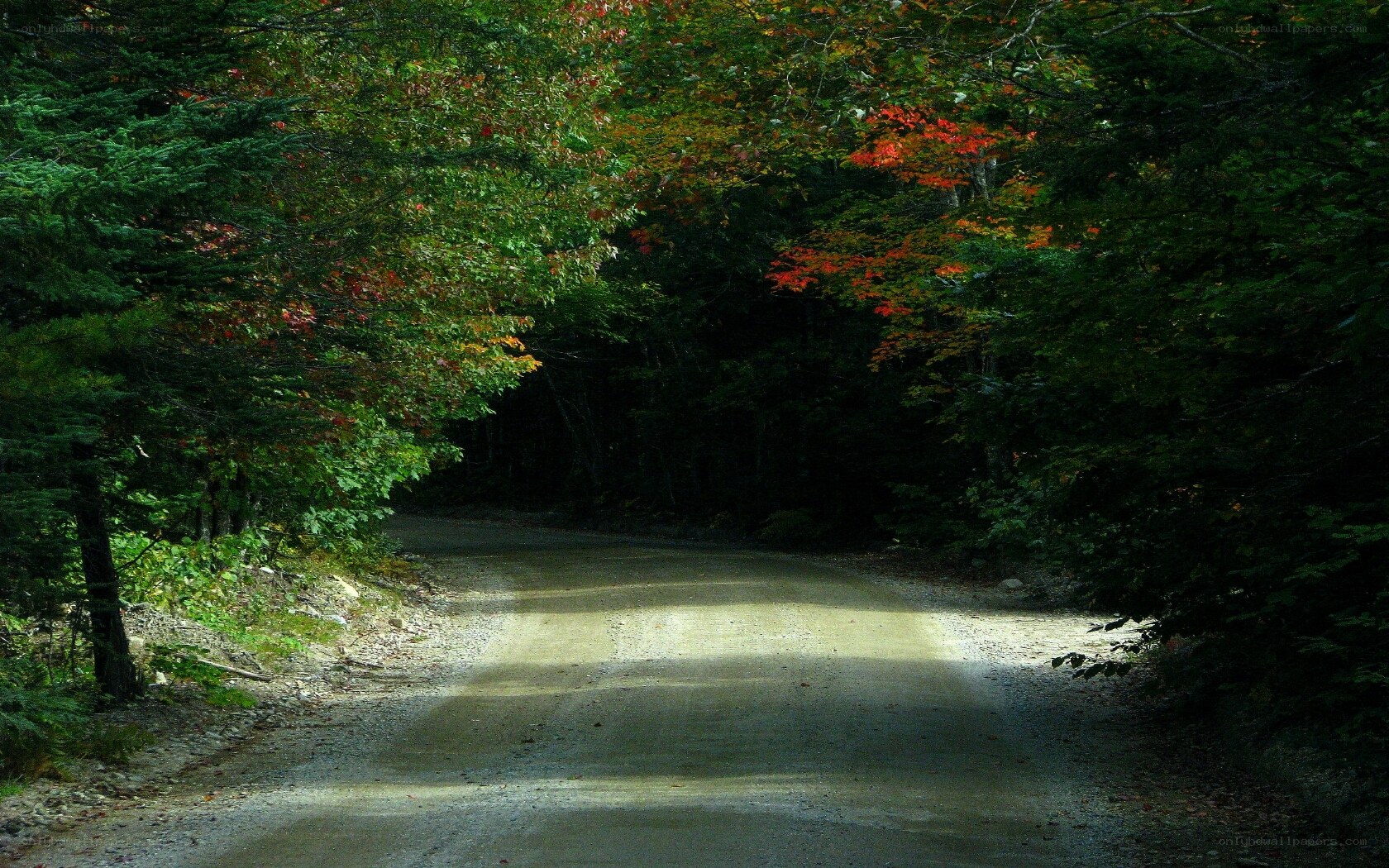 forest path with autumn colors