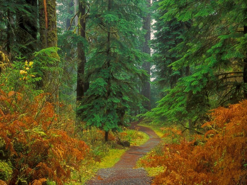 Forest path with autumn foliage