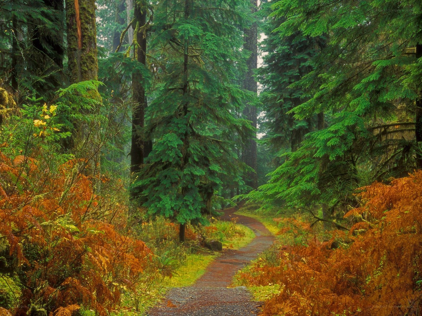 Forest path with autumn foliage