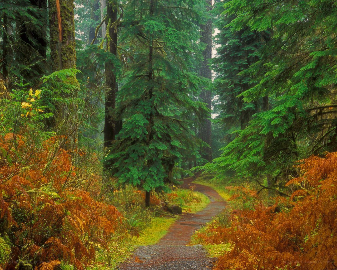 Forest path with autumn foliage