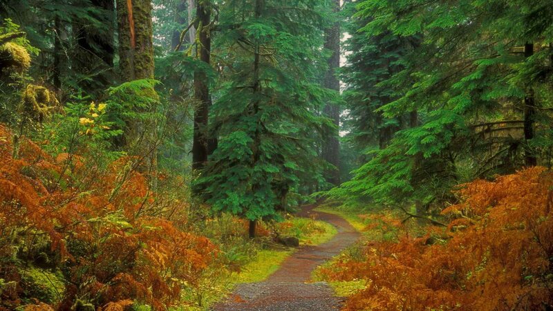 Forest path with autumn foliage