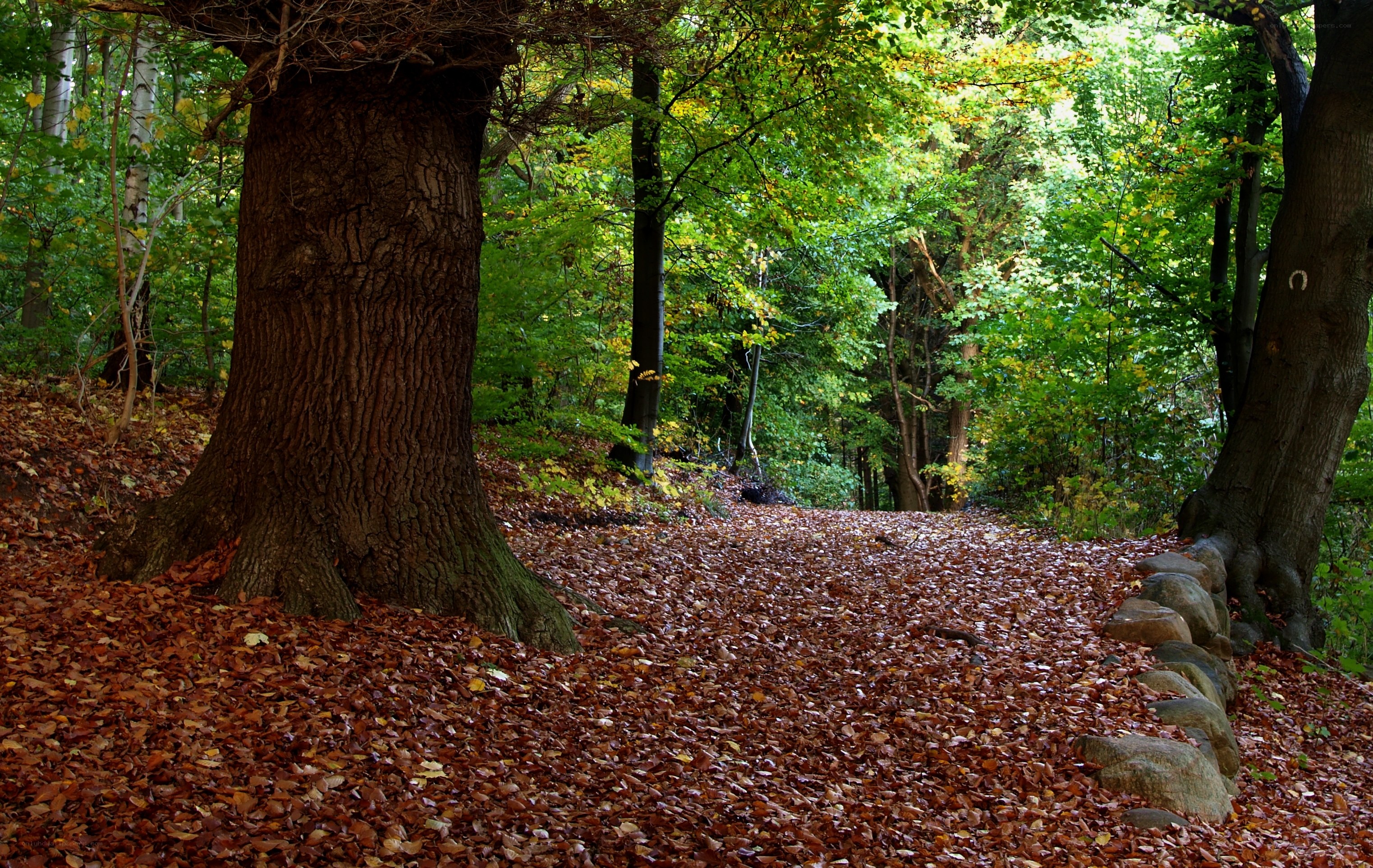 Forest path with autumn leaves