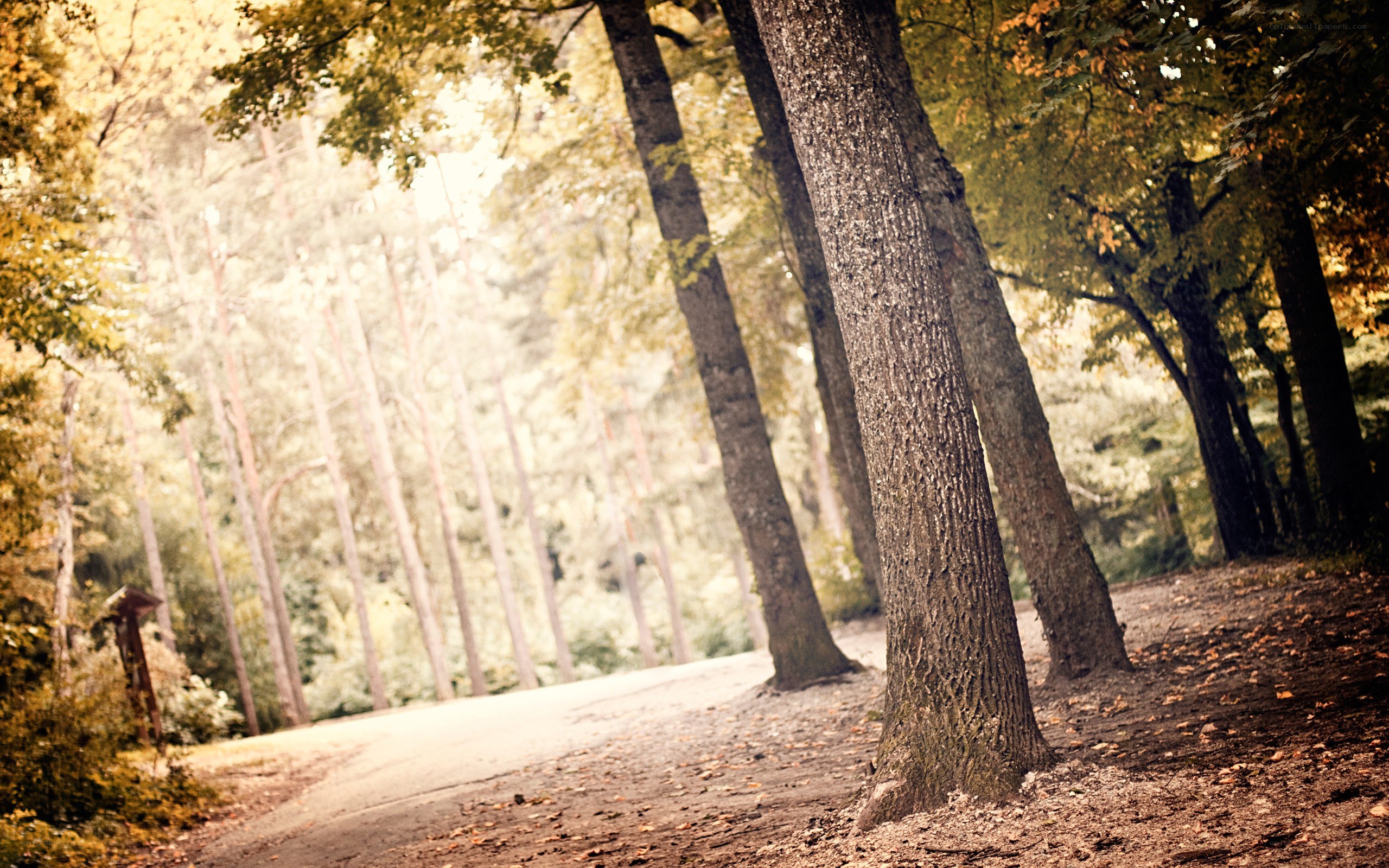 Forest path with autumn leaves