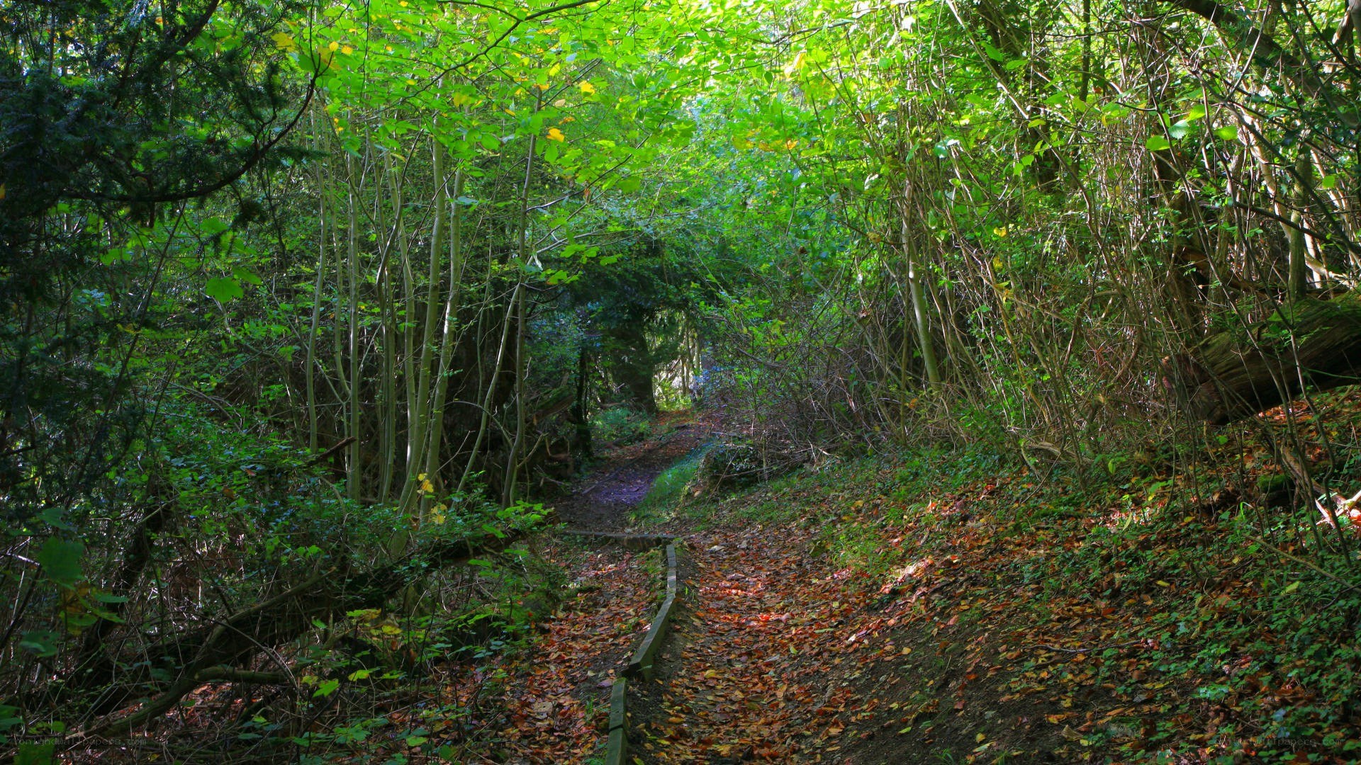 Forest path with autumn leaves