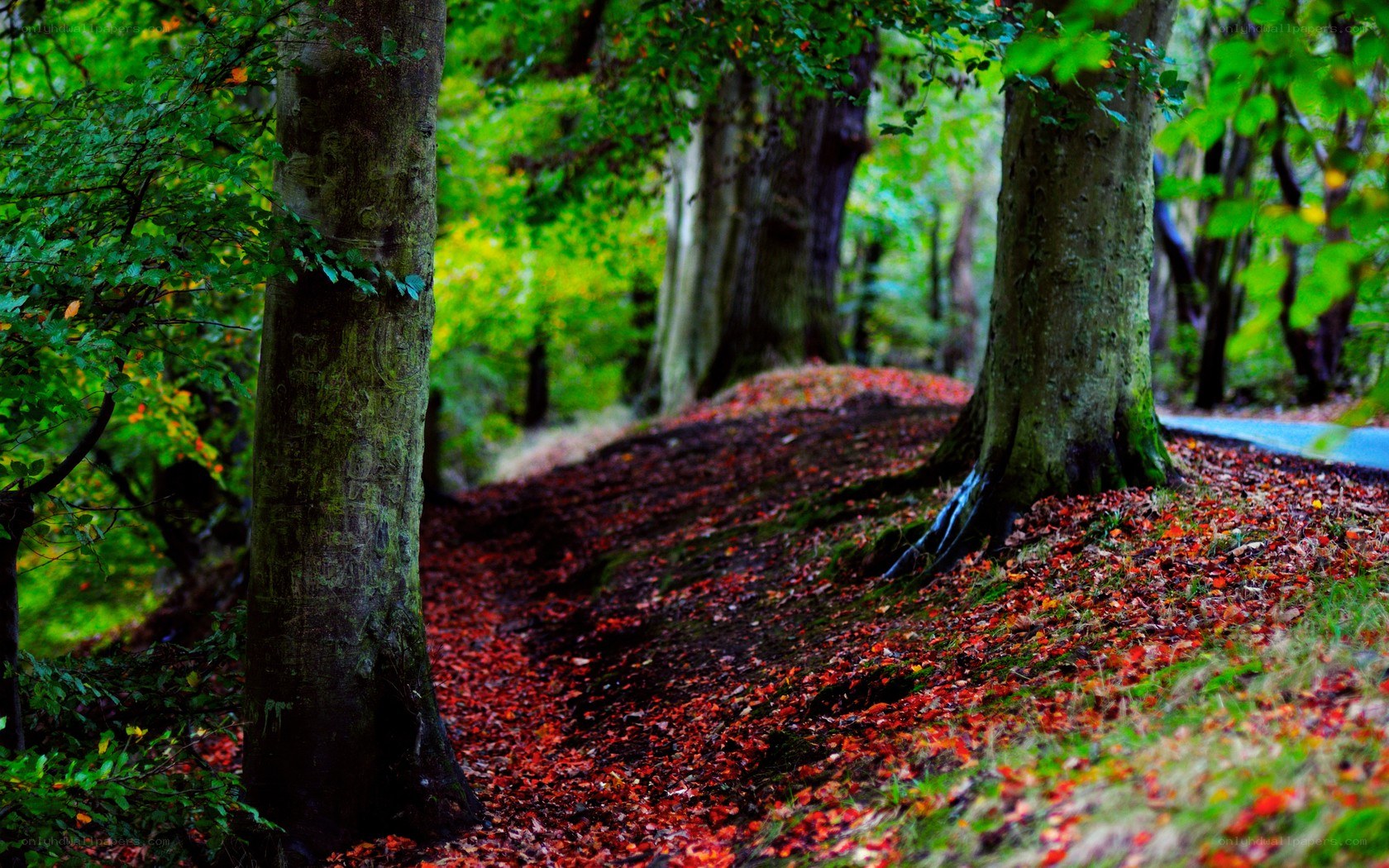 Forest path with autumn leaves