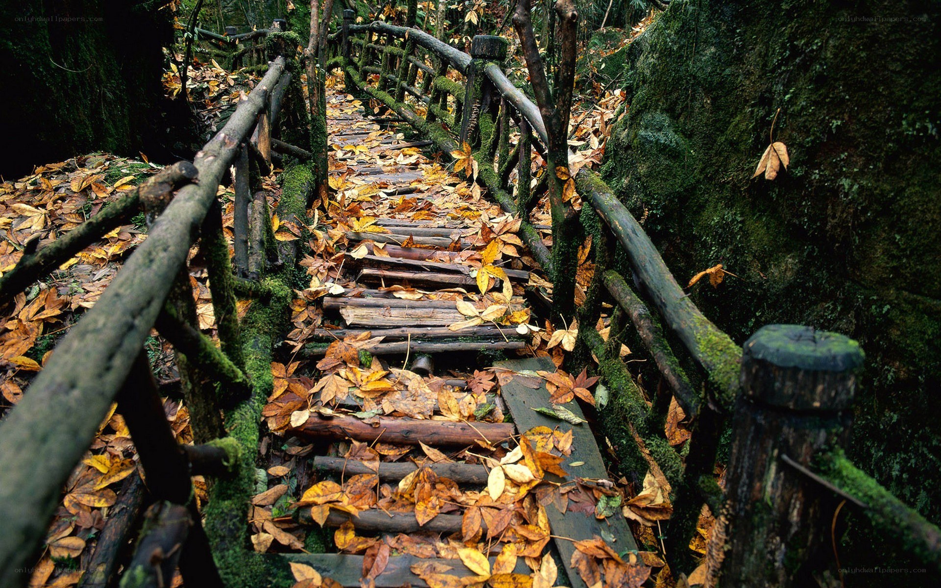 Forest path with autumn leaves