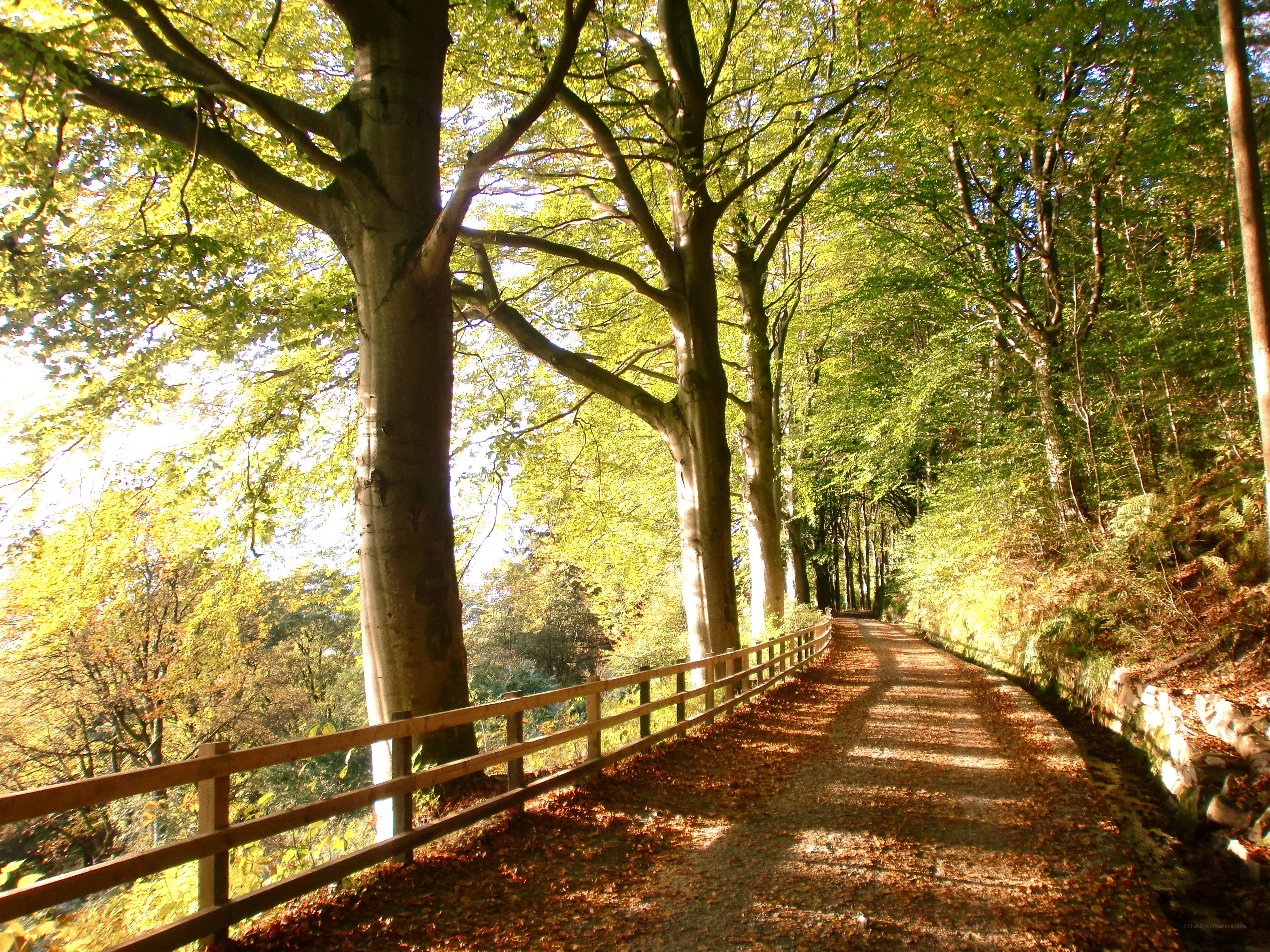 Forest path with autumn leaves