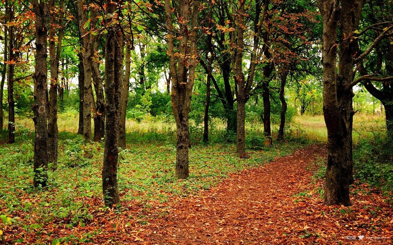 Forest path with autumn leaves