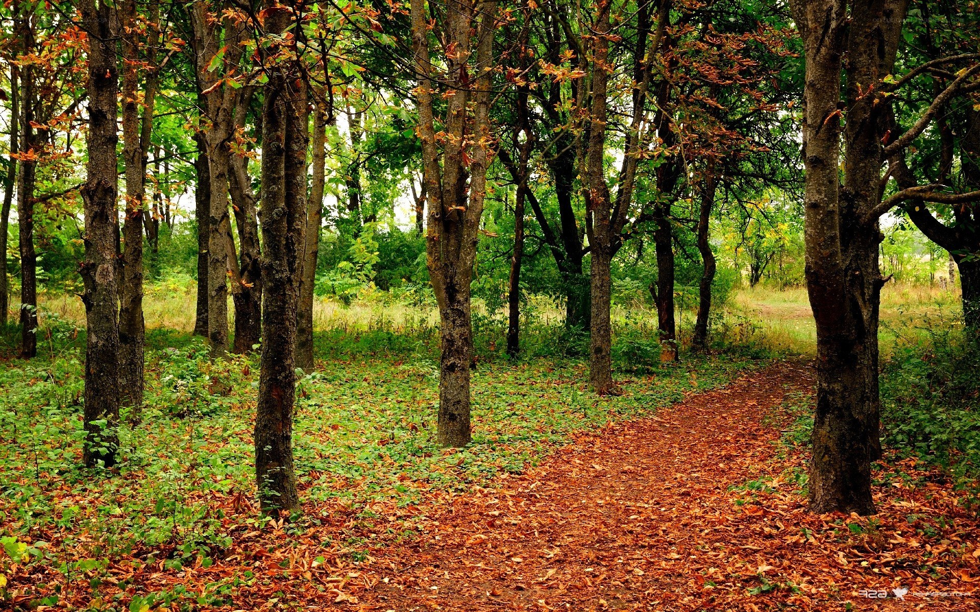 Forest path with autumn leaves