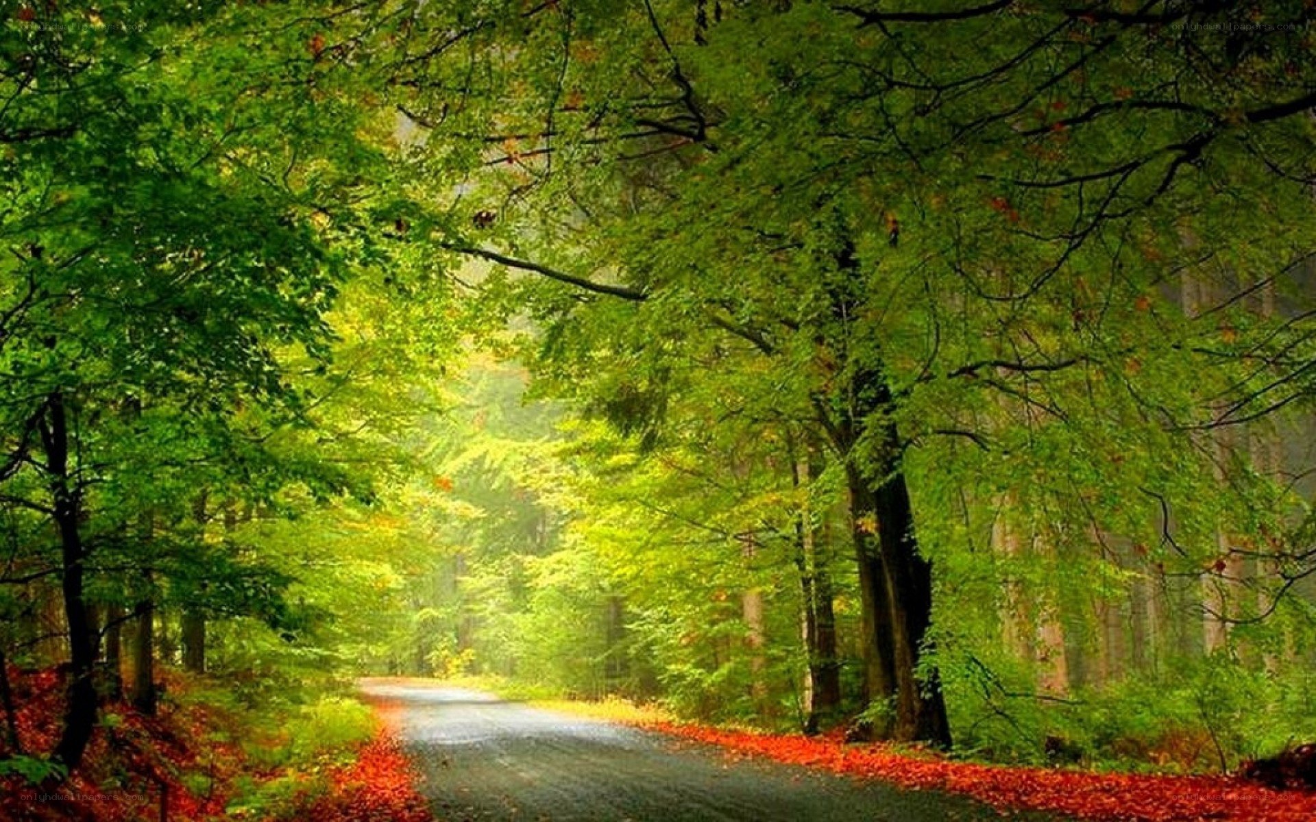Forest path with autumn leaves
