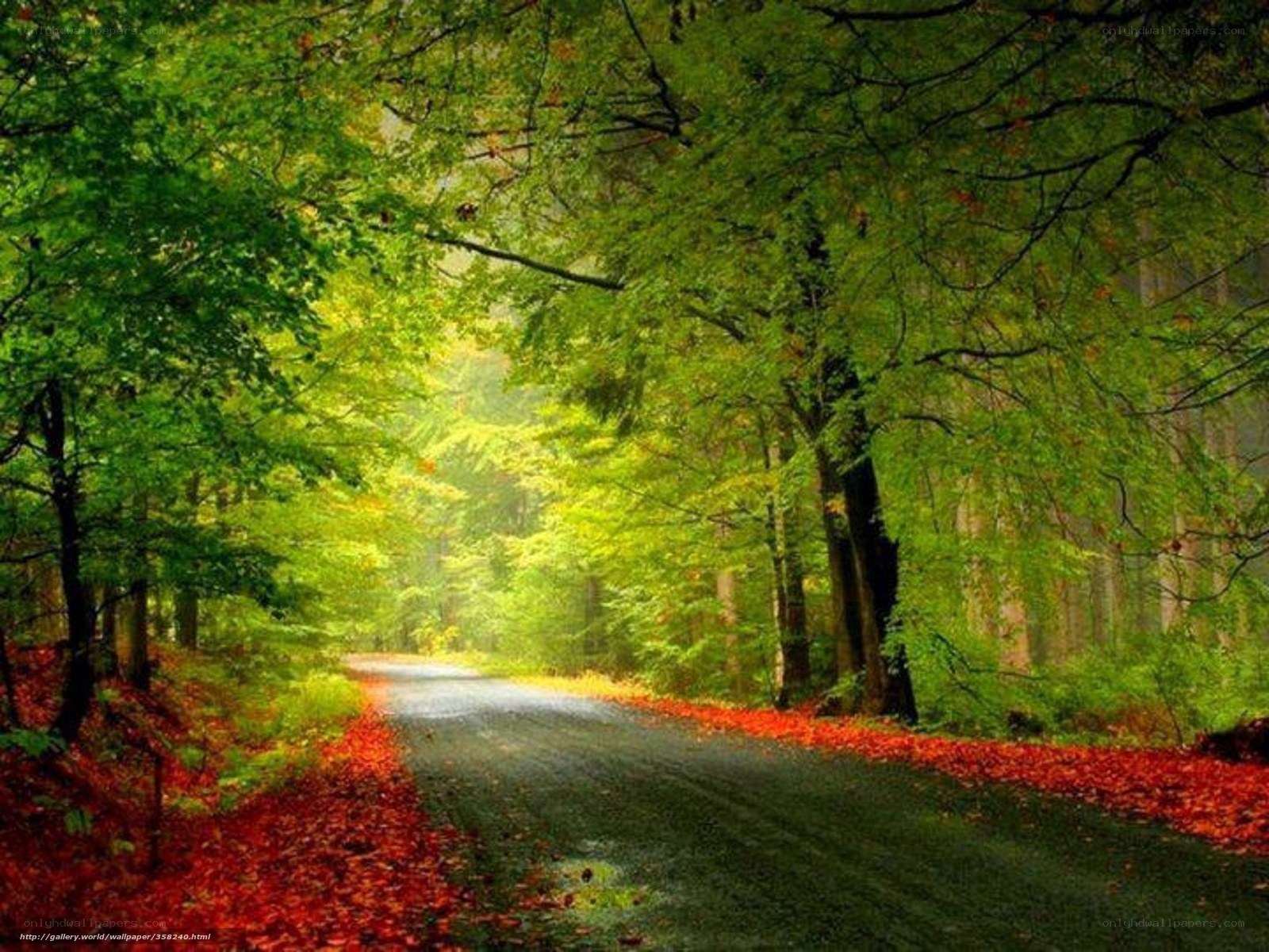 Forest path with autumn leaves