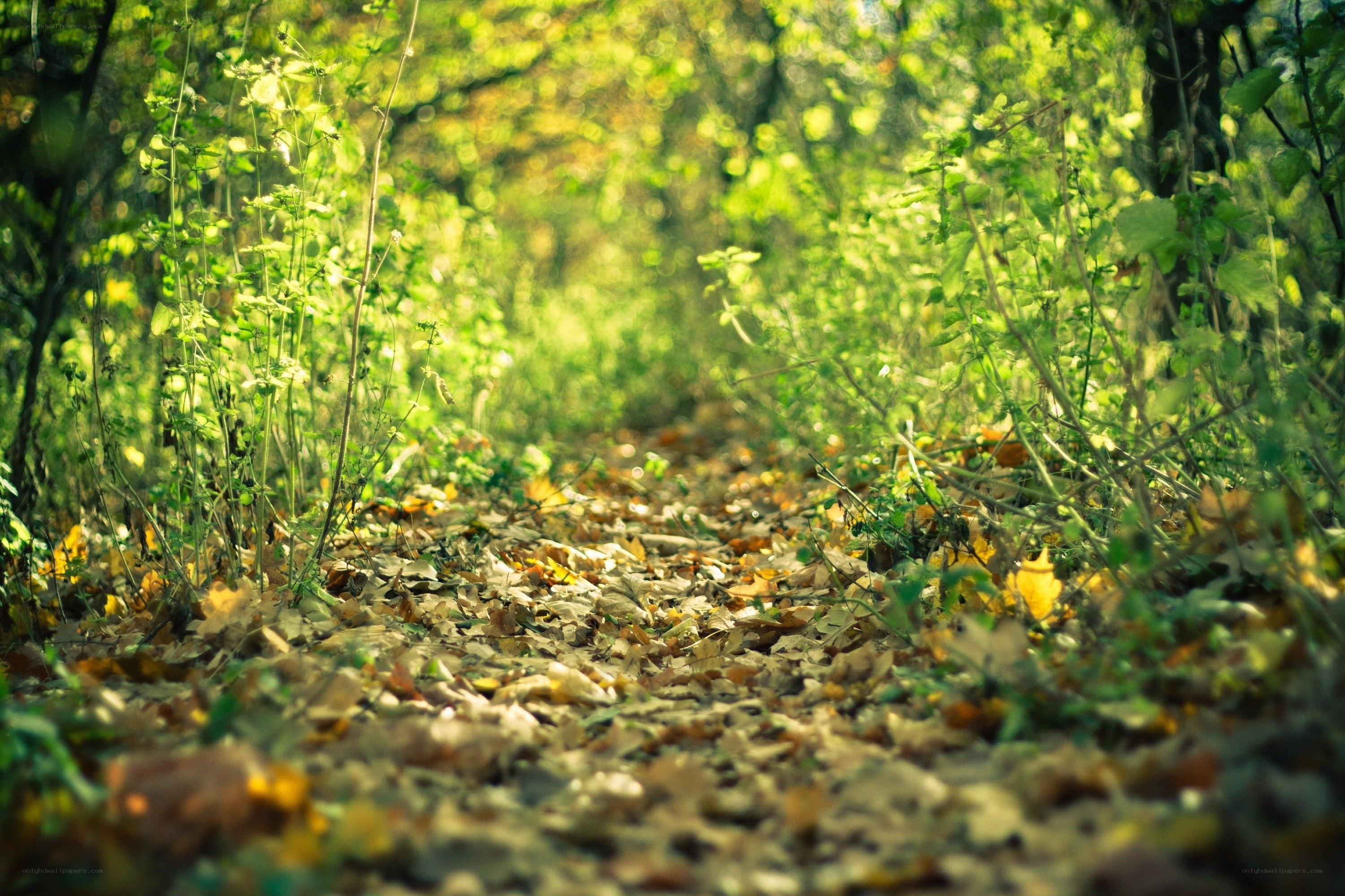 Forest path with autumn leaves