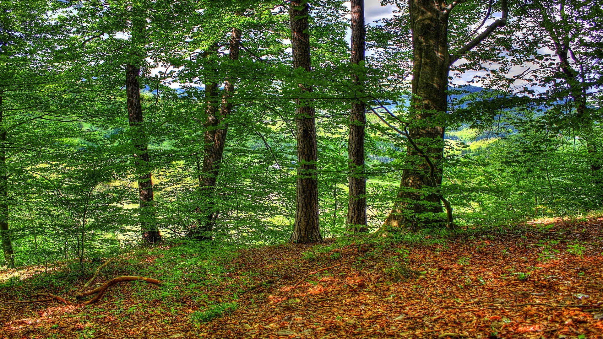 Forest path with autumn leaves