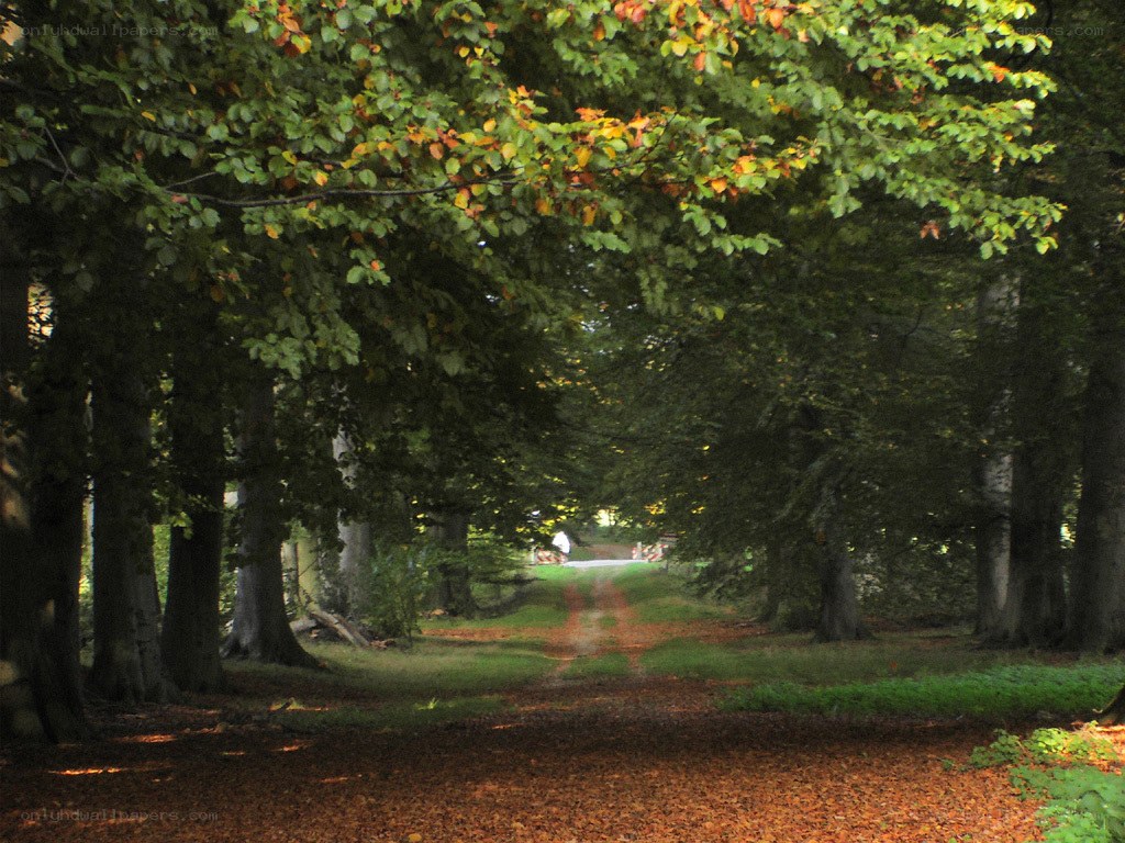 Forest path with autumn leaves