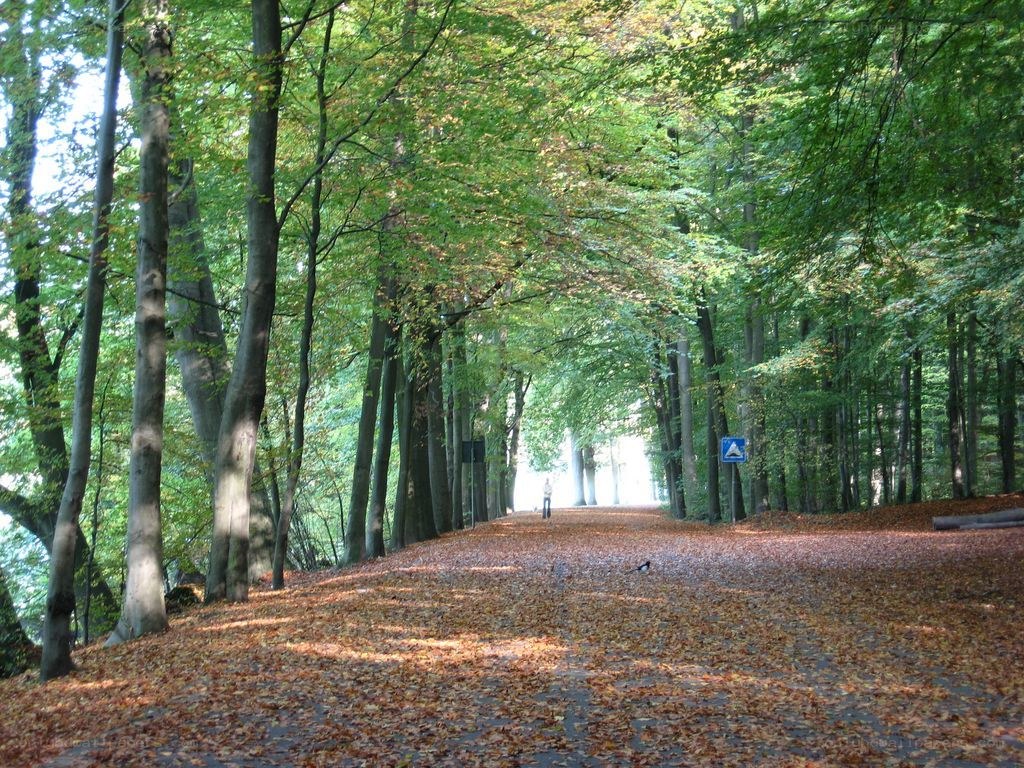 Forest path with autumn leaves
