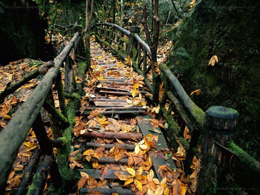Forest path with autumn leaves