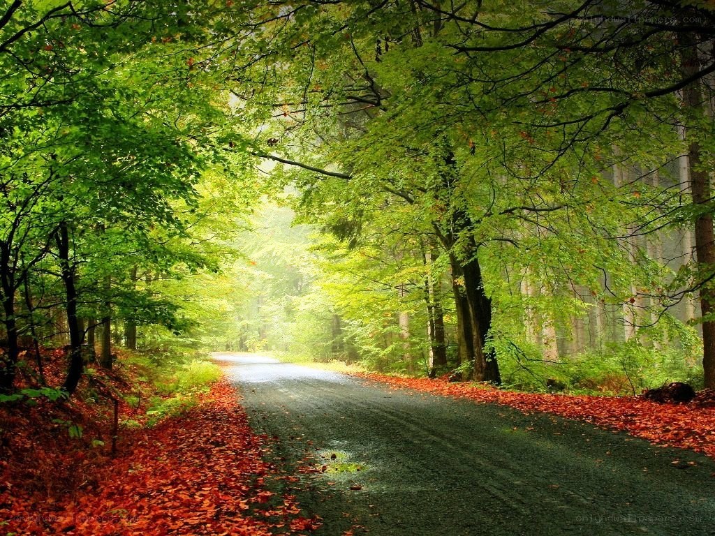 Forest path with autumn leaves