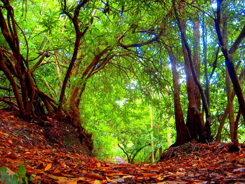Forest path with autumn leaves