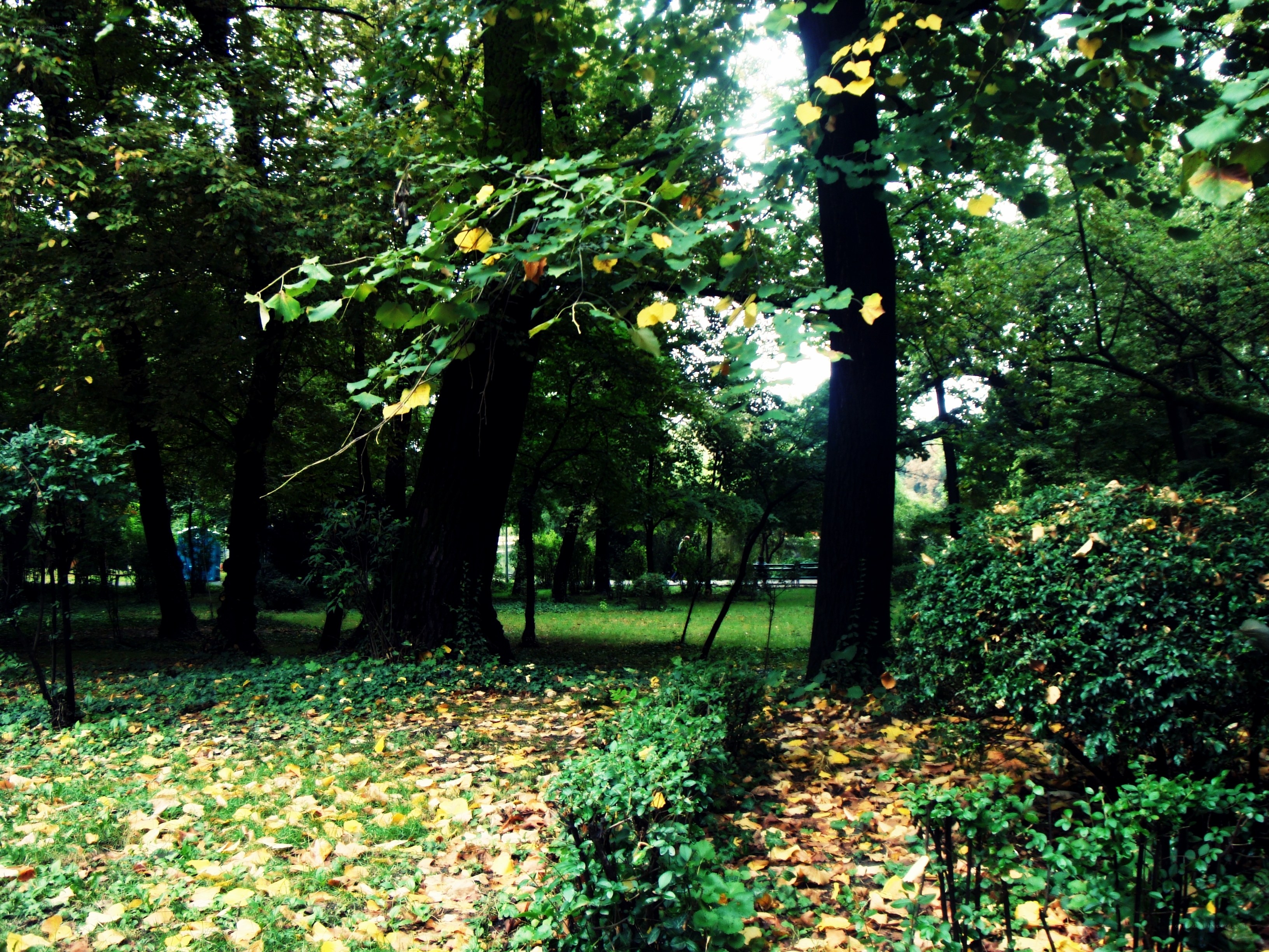 Forest path with autumn leaves