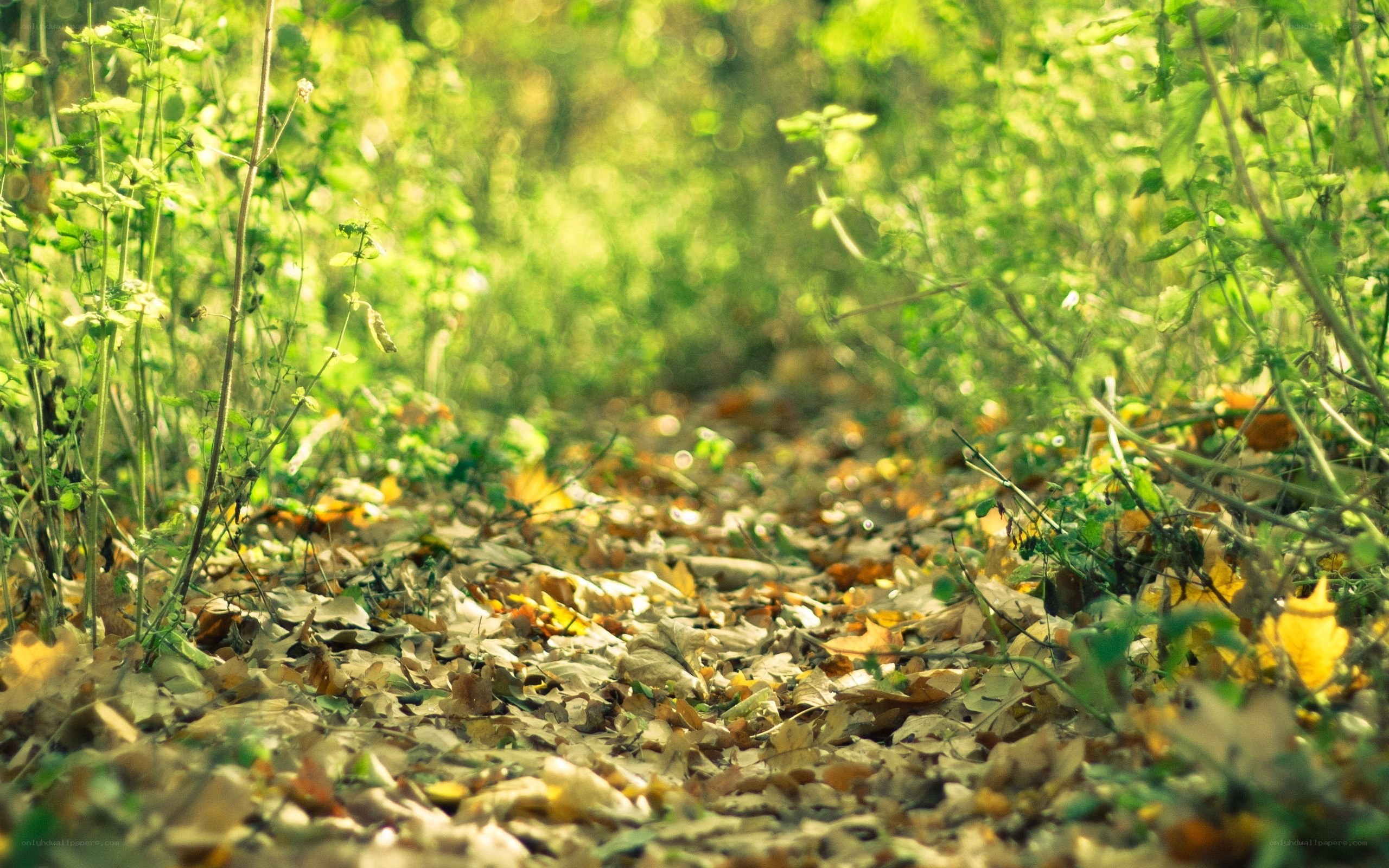 Forest path with autumn leaves