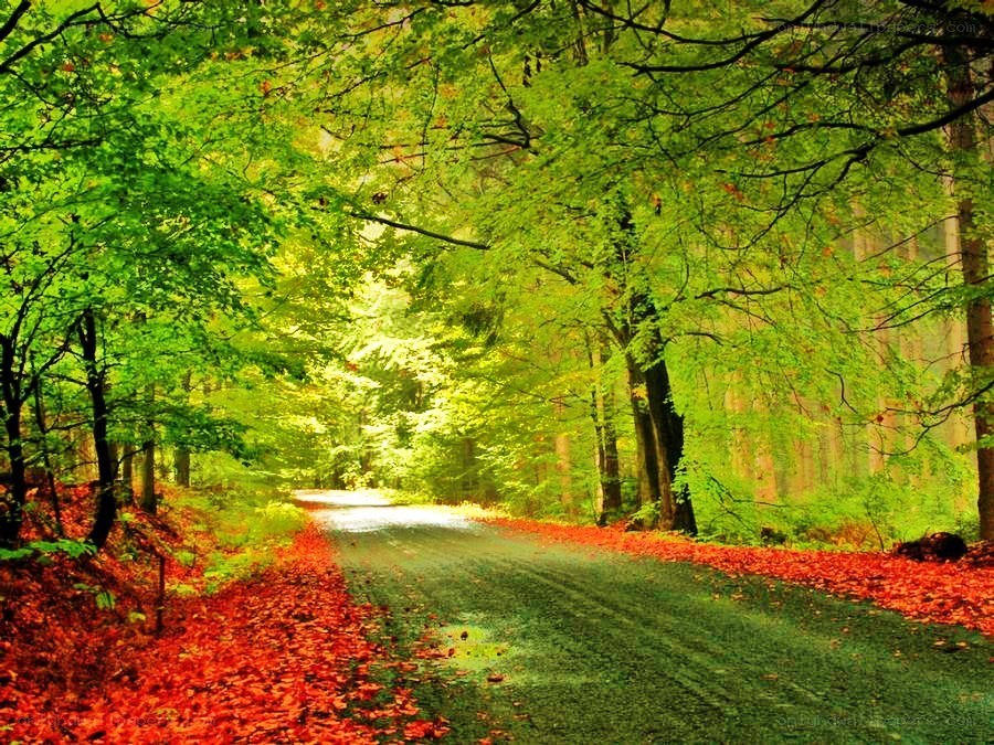 forest path with autumn leaves