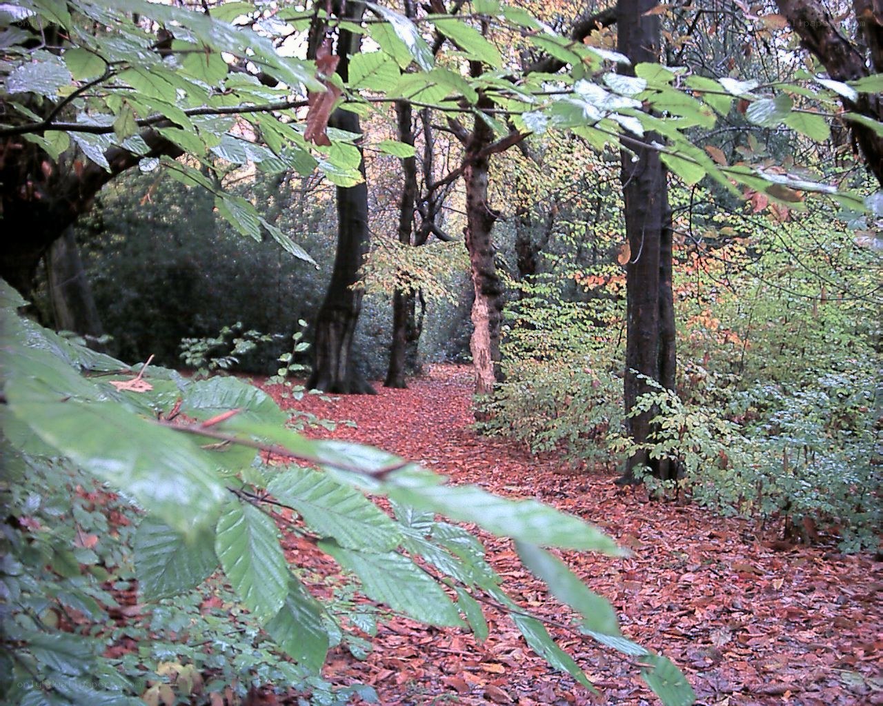 Forest path with autumn leaves
