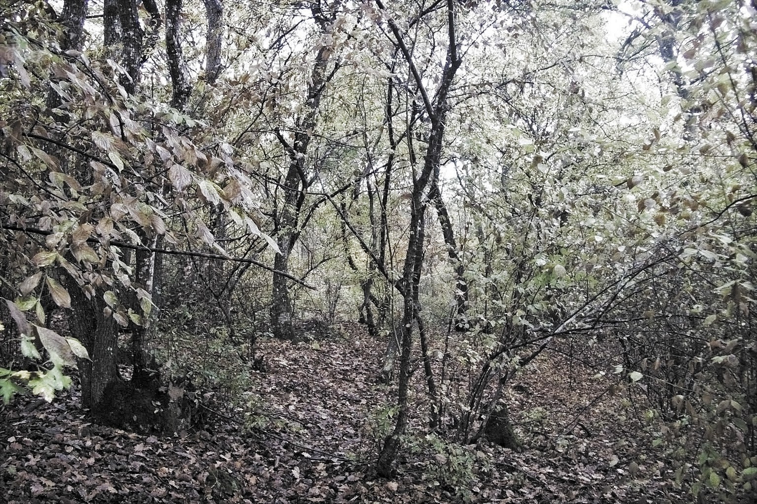 Forest path with autumn leaves