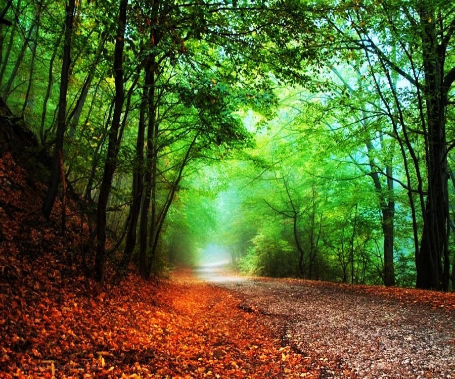Forest path with autumn leaves