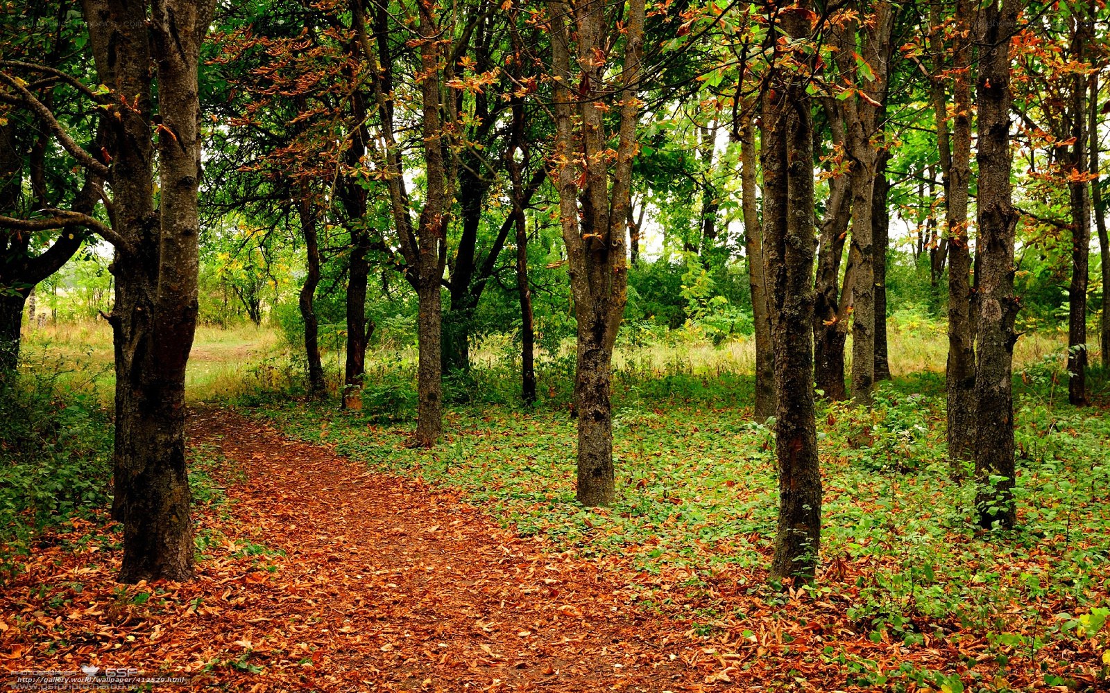 Forest path with autumn leaves