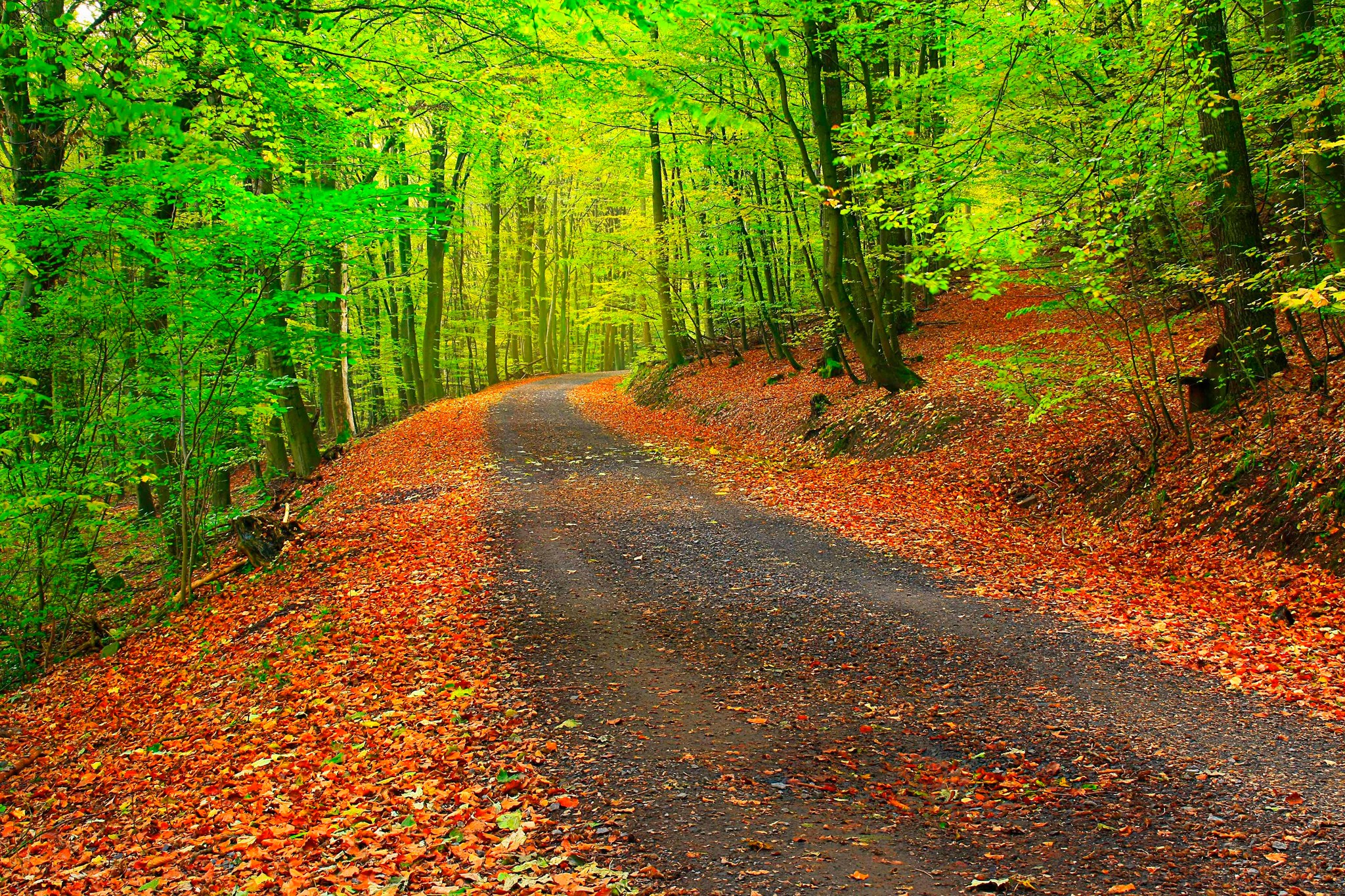 Forest path with autumn leaves