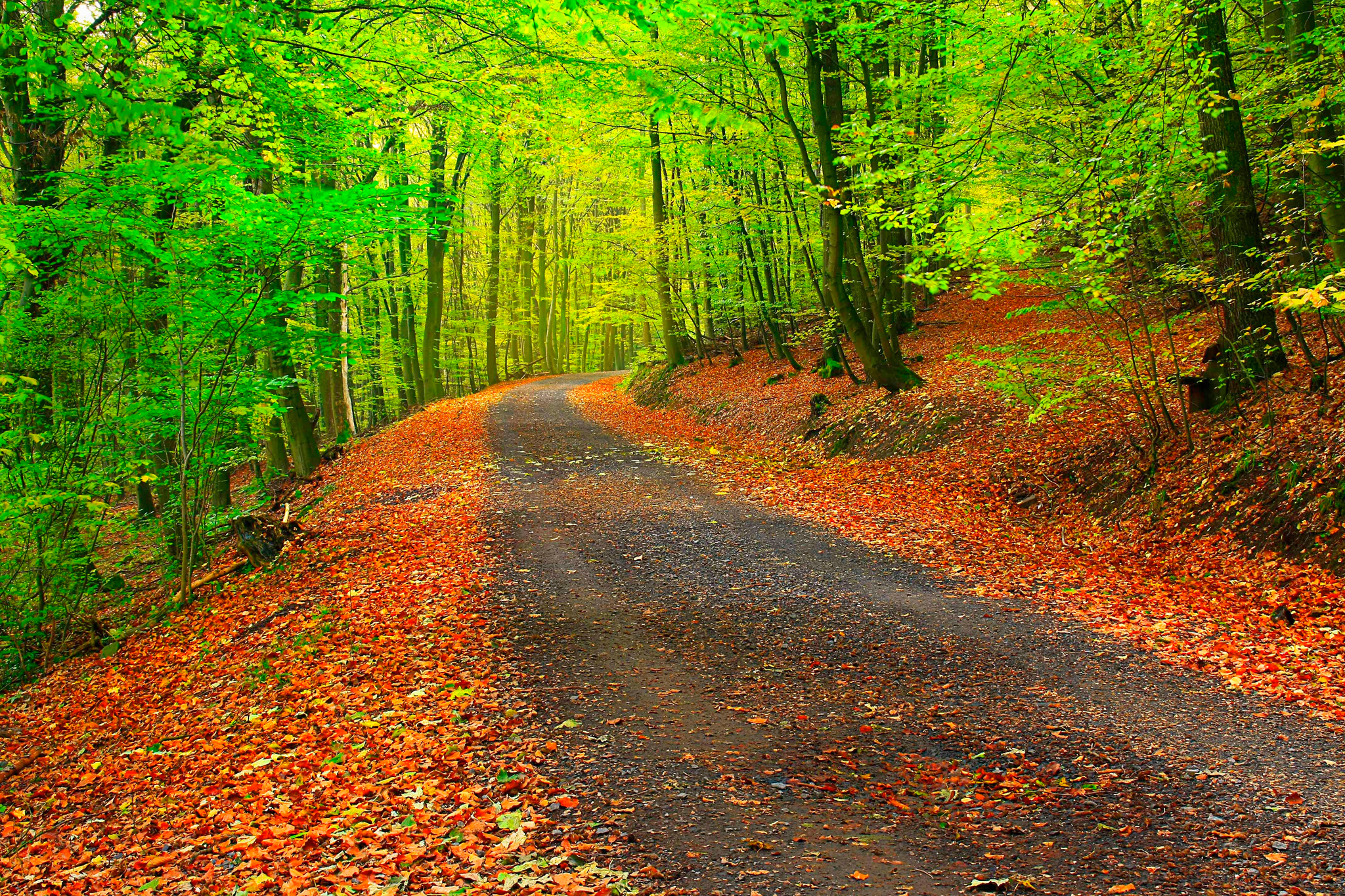 Forest path with autumn leaves