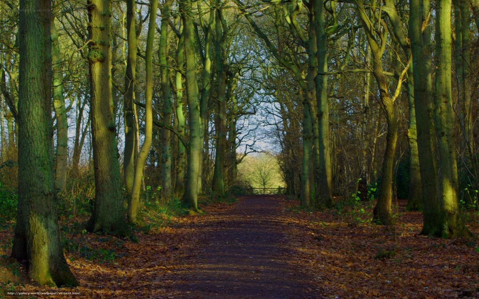 Forest path with autumn leaves
