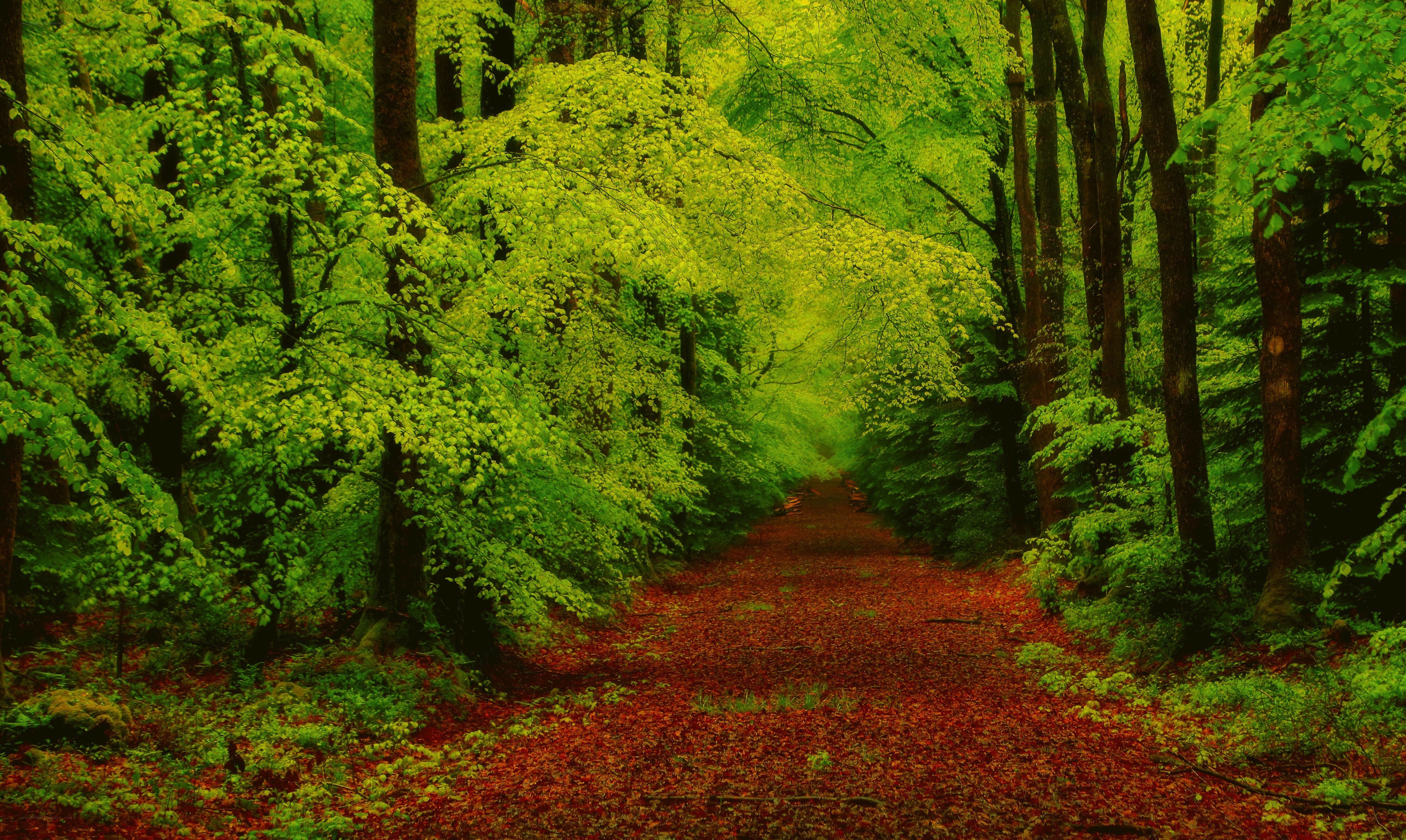 Forest path with autumn leaves
