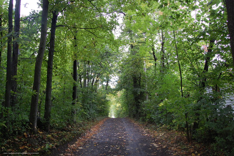 Forest path with autumn leaves