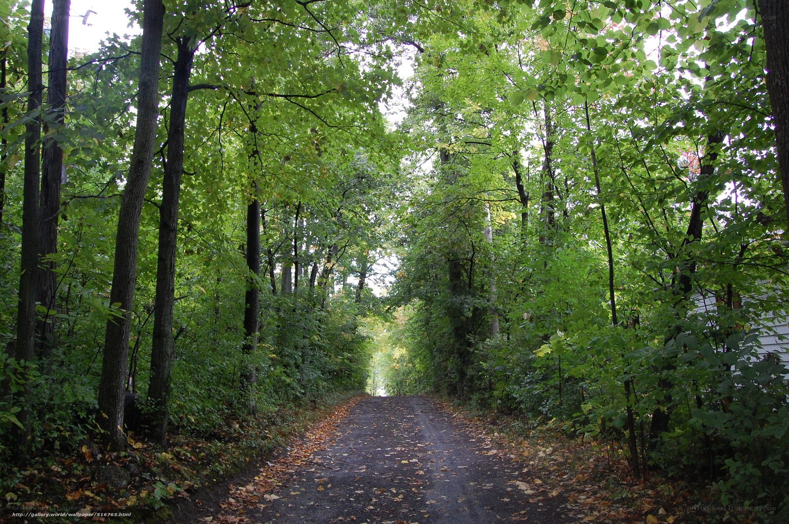 Forest path with autumn leaves