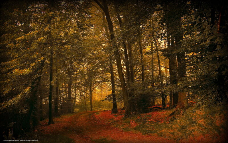 Forest Path with Autumn Leaves — Brown, Serene, Photograph