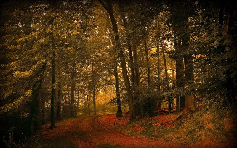 Forest Path with Autumn Leaves — Brown, Serene