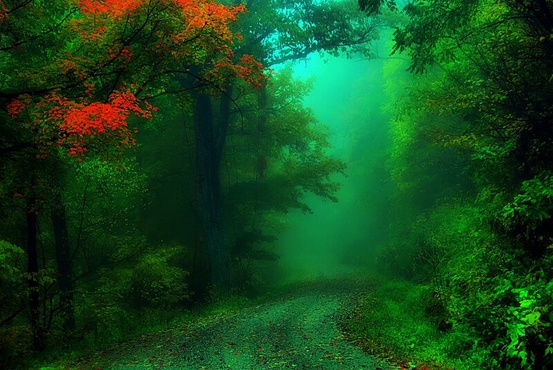 Forest Path with Autumn Leaves — Green, Misty