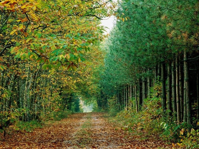Forest Path with Autumn Leaves — Green, Serene, Photograph, Trees, Fallen Leaves, Brown