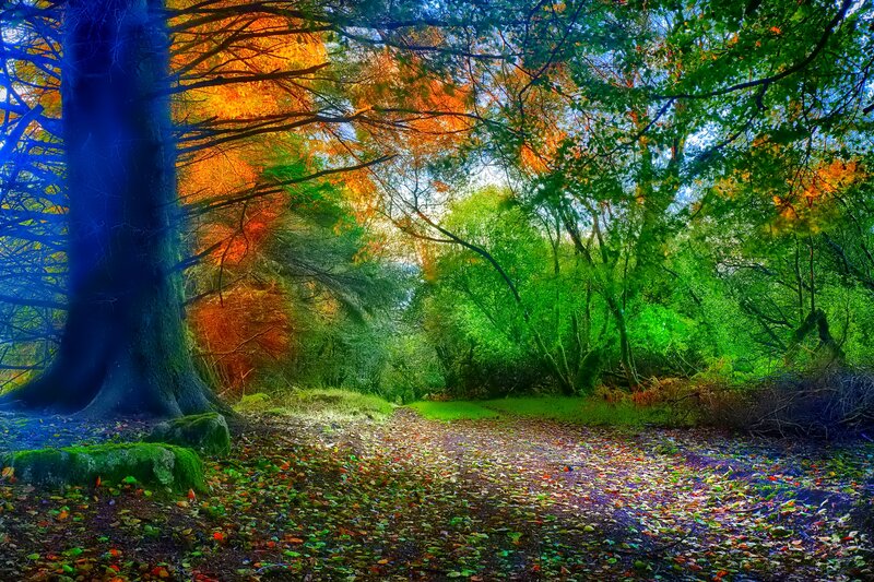 Forest Path with Autumn Leaves — Green, Serene, Photograph, Trees, Fallen Leaves
