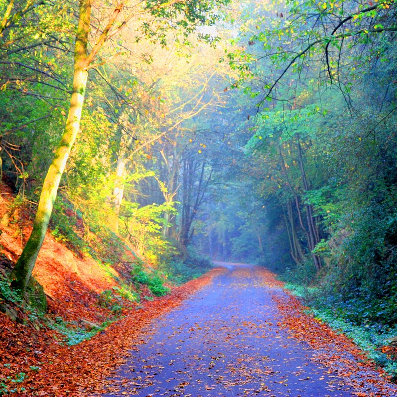 Forest Path with Autumn Leaves — Green, Serene, Photograph, Trees, Fog