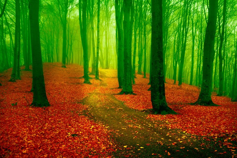 Forest Path with Autumn Leaves — Green, Serene, Photograph, Trees