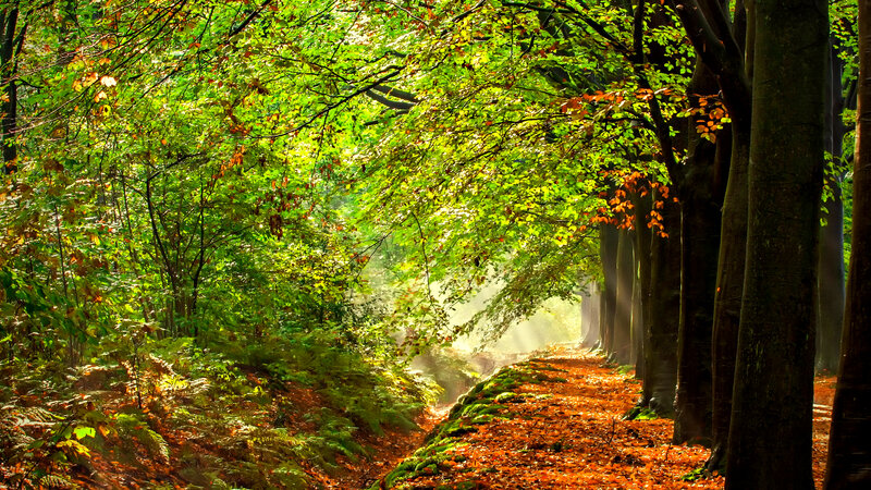 Forest Path with Autumn Leaves — Green, Serene